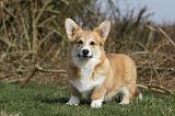 CORGI PEMBROKE 874
